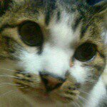 10706962_1544278549124674_549171524_a