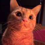 11371194_439138129604862_1100887024_a