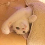 10808639_728170997267502_1666812118_a