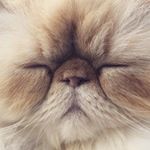 12071258_1649012412049527_357775143_a