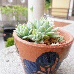 11055990_424424807736116_1311091555_a