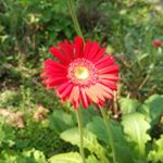 11849137_550621511756947_872927802_a