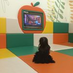 11820452_1493861354269678_1791163862_a