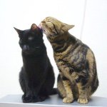 11190811_1607390019547443_1898001286_a