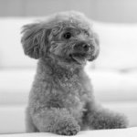 11255078_1674237842795767_807434946_a