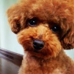 11918055_1480035875629756_1393868295_a