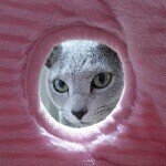 11910242_908622232542307_1677267171_a