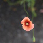 11256798_857102091035965_1978123757_a