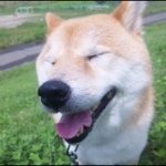 11820496_1477945595837662_256990161_a