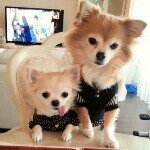 11849881_497965643700939_1914308088_a