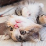 11357674_1227081380651696_311317144_a