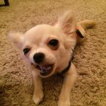 11375830_1580265438909078_684901408_a