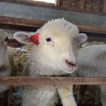 1527509_1606187156310678_1130786653_a