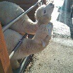 11352961_1632165960355135_1329931044_a