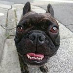 11296908_1601562053441073_362073243_a