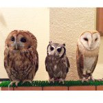 10632005_807161255987652_142227178_a