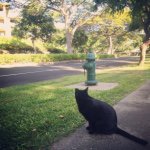 11378288_1605775939704595_876948251_a