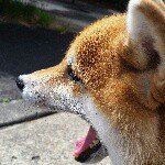 11116843_685296988265430_732895154_a