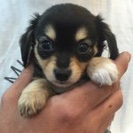 11351812_1639709076261260_1939981134_a