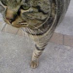 10666193_960814343952092_367191271_a