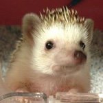 925664_1519855568281625_162037005_a