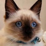 11899590_494138464100916_797846489_a