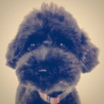 11849817_503330416492047_593230946_a