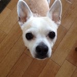 11356635_506611522841909_173205815_a