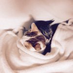 10903287_392188117609641_192494302_a