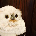 10810000_1540183746219518_888728581_a