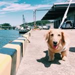 11243555_972649276113860_958328540_a