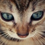 11906141_398385680363689_2008564982_a