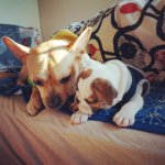 10957382_1594720914093267_1082643953_a