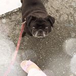 11251826_410617925799692_1219624012_a