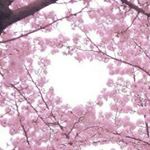 12070826_175475582790172_722522557_a