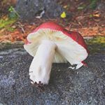 923731_509670189181947_2020013766_a