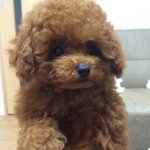 10954497_1622565127972182_486637021_a