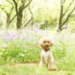 11191259_820569994658021_1345471714_a