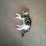 11111239_818962918179508_741055463_a