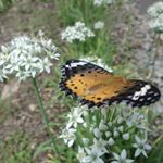 11909912_506157512885141_2091213364_a