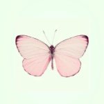 11336087_684967058303421_1953335048_a