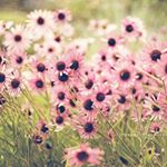 12139790_164160783930043_690379475_a