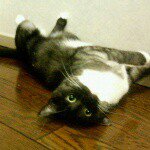 11023229_408313429339932_1771617821_a