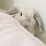 12139852_907677802654261_1271139856_a