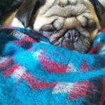 12106297_984374831582940_1524009078_a