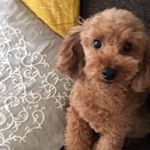 12107602_1474768982830027_1697688122_a