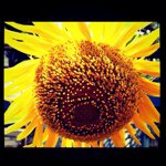 11917772_962404007150445_434168323_a