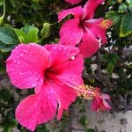 11906110_728223747322945_987695070_a