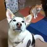 11375308_906275196129739_296614855_a