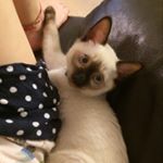 11934652_1680787372134475_957428817_a